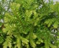 Selaginella kraussiana 'Gold Tips' Plug £3.25
